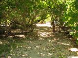 Isla de Guilligan - GUÁNICA